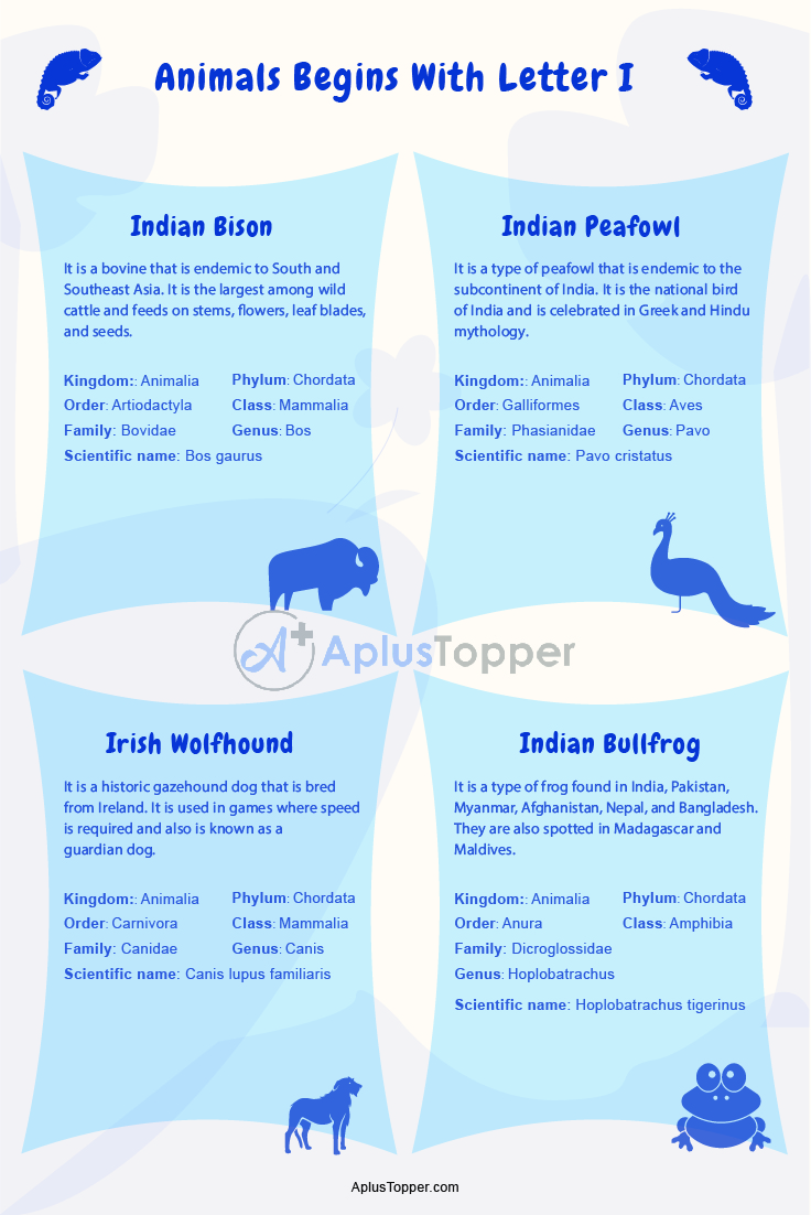 Animals that Start with I 3