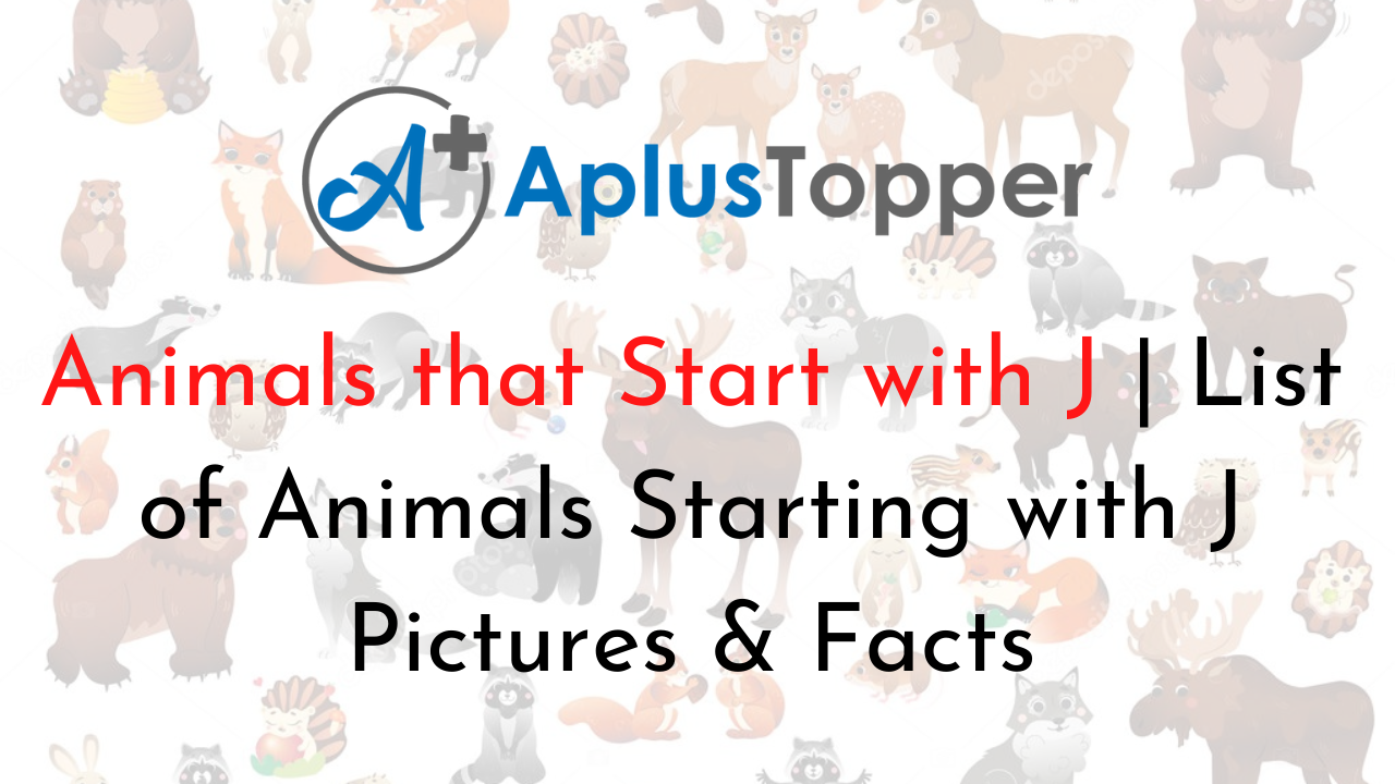 Animals that Start with J | Listed With Pictures, List of 30+ Animals  Starting with Letter J & Facts - A Plus Topper