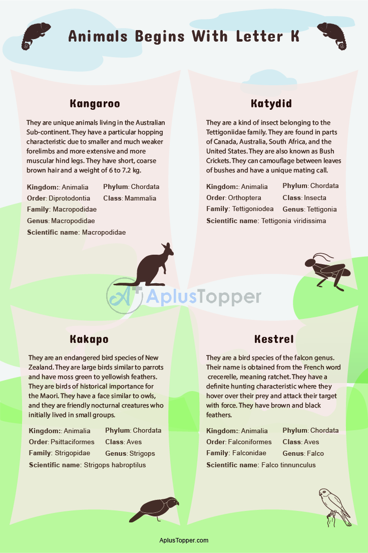 Animals that Start with K | Listed With Pictures, Useful List of 30+ Animals  Starting with K & Facts - A Plus Topper