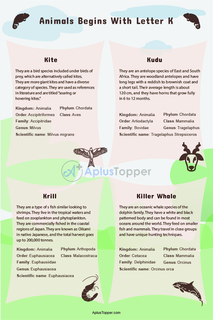 Animals that Start with K | Listed With Pictures, Useful List of 30+ Animals  Starting with K & Facts - A Plus Topper