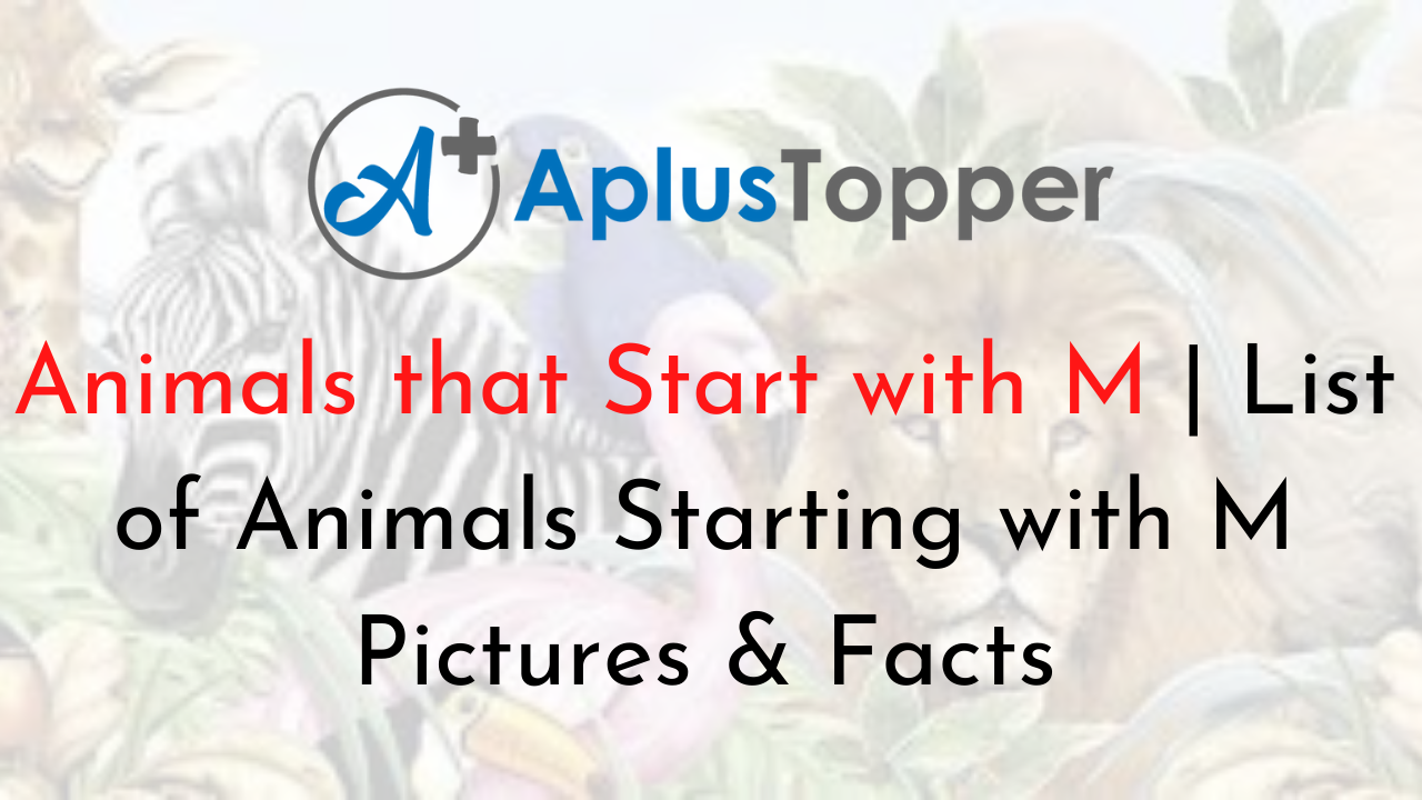 Animals that Start with M | Listed with Pictures, Alphabetical List of 70  Animals Starting with M & Interesting Facts - A Plus Topper