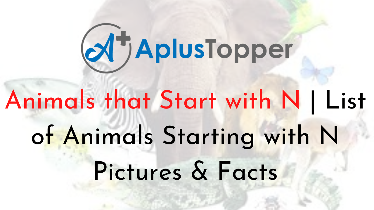 Animals that Start with N   Listed With Pictures, Popular List of ...