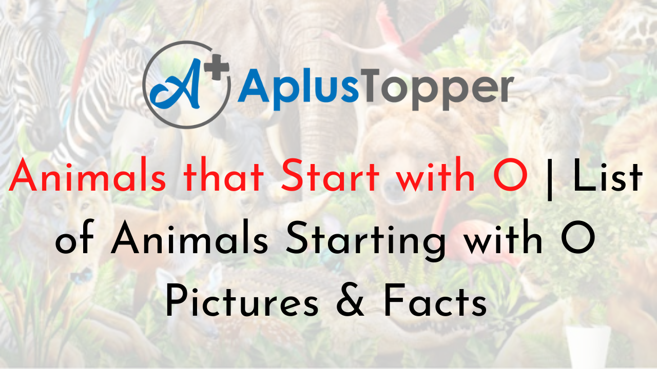 Animals that Start with O | Listed with Pictures, Alphabetical List of 11  Animals Starting with O & Interesting Facts - A Plus Topper