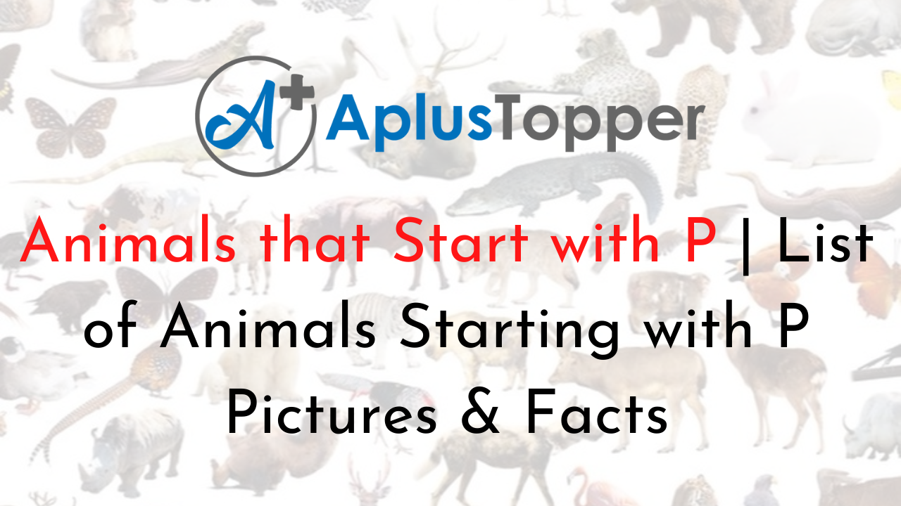 Animals that Start with P | List of Animals Starting with P Pictures &  Facts - A Plus Topper