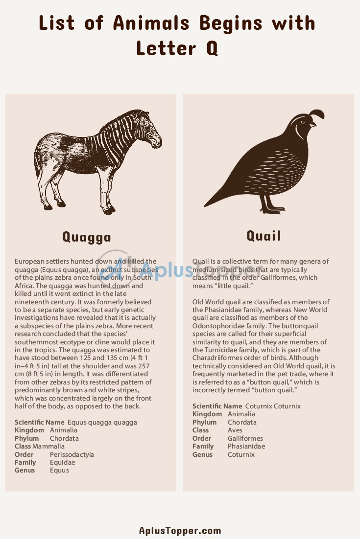 Animals that Start with Q | Listed with Pictures, List of 5 Animals  Starting with Q & Interesting Facts - A Plus Topper