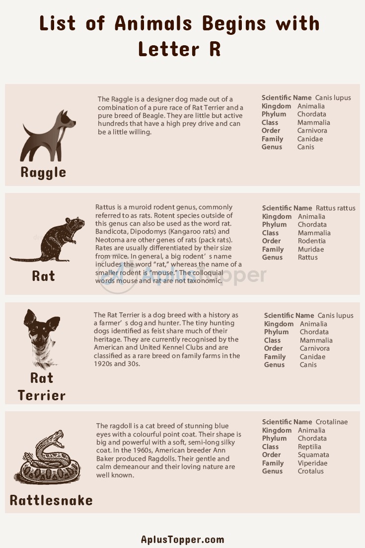 Animals that Start with R | Listed With Pictures, Alphabetical List of 36+ Animals  Starting with R Pictures & Facts - A Plus Topper