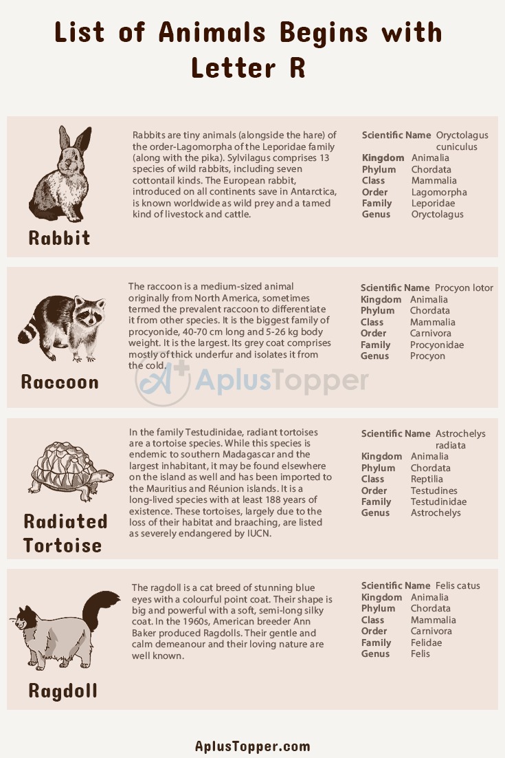Animals that Start with R | Listed With Pictures, Alphabetical List of 36+  Animals Starting with R Pictures & Facts - A Plus Topper