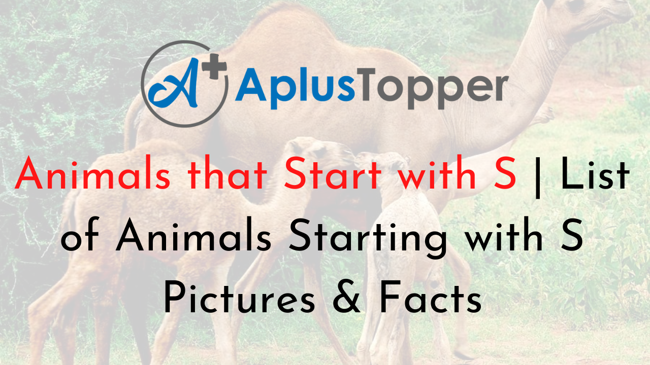 Animals that Start with S | Listed with Pictures, Alphabetical List of 60+  Animals Starting with S Pictures & Facts - A Plus Topper