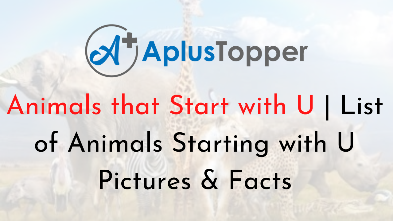 Animals that Start with U | Listed with Pictures, Alphabetical List of 28  Animals Starting with U Pictures & Facts - A Plus Topper