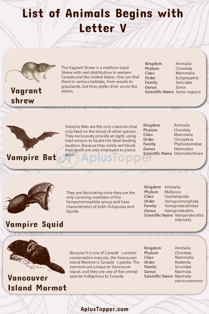 Animals that Start with V | Listed with Pictures, Alphabetical List of 27  Animals Starting with V & Facts - A Plus Topper