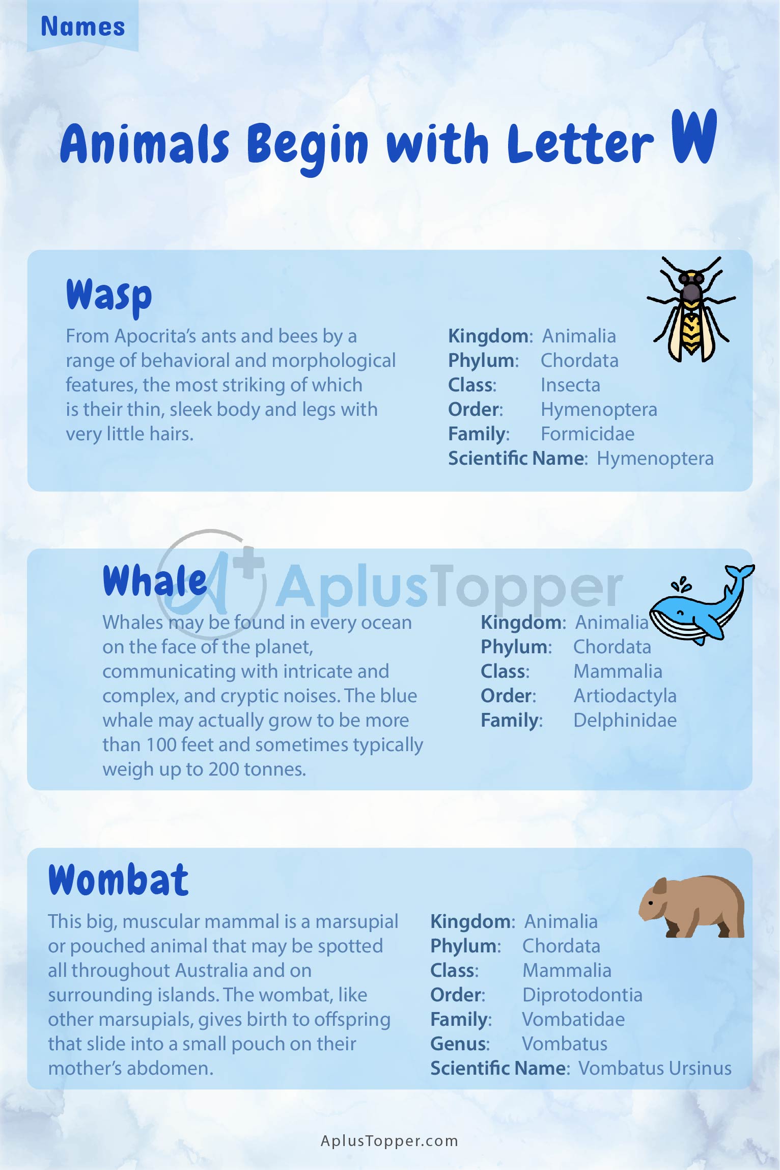Animals that Start with W | Listed with Pictures, Alphabetical List of 41  Animals Starting with W & Interesting Facts - A Plus Topper