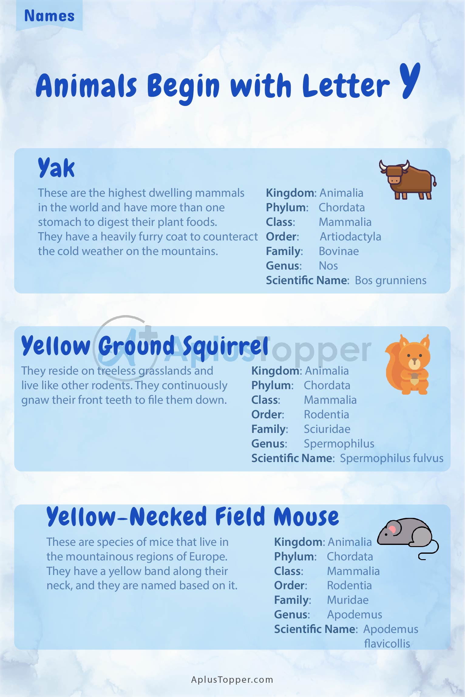 Animals that Start with Y 1
