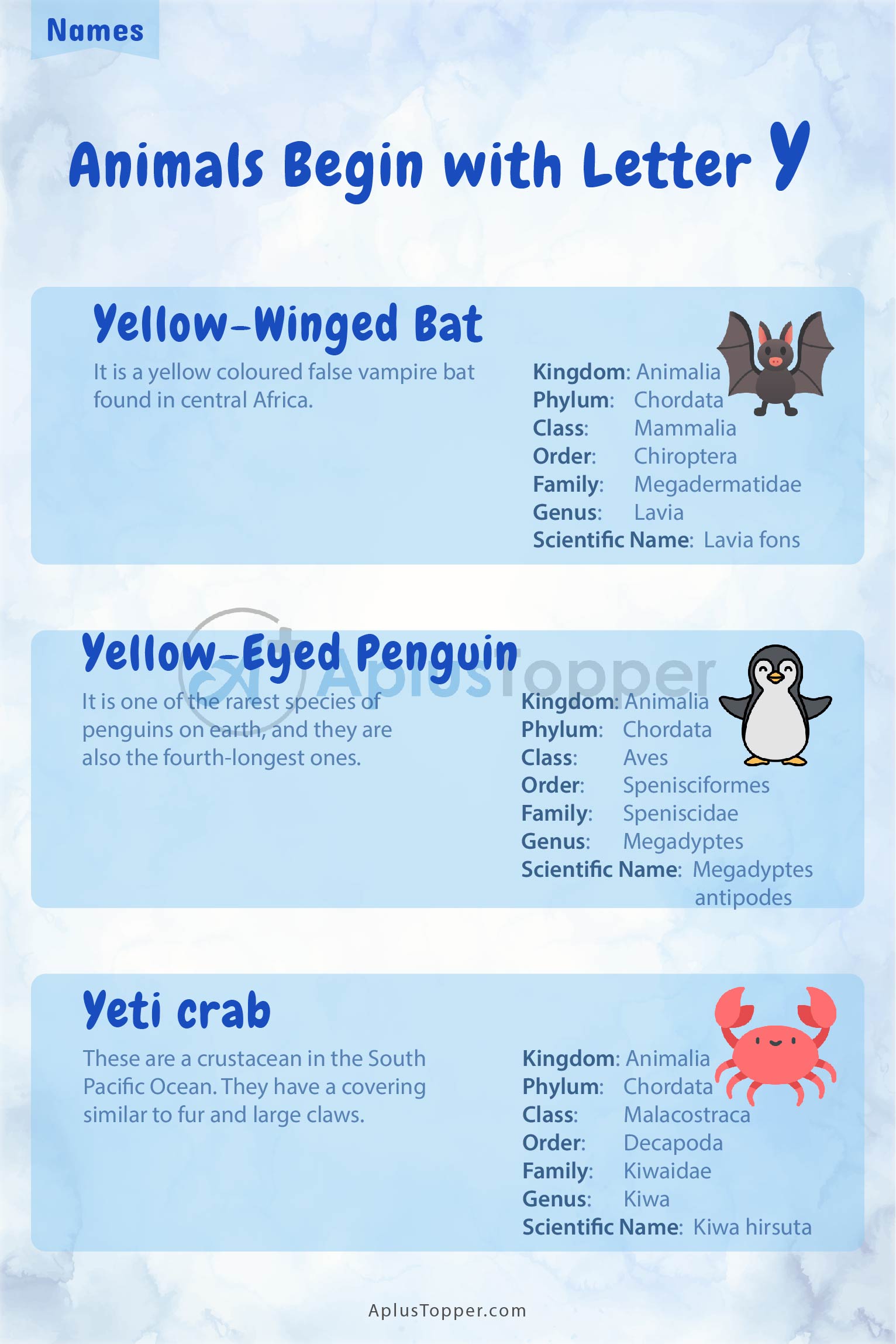 Animals that Start with Y | Listed with Pictures, List of 26+ Animals  Starting with Y & Interesting Facts - A Plus Topper