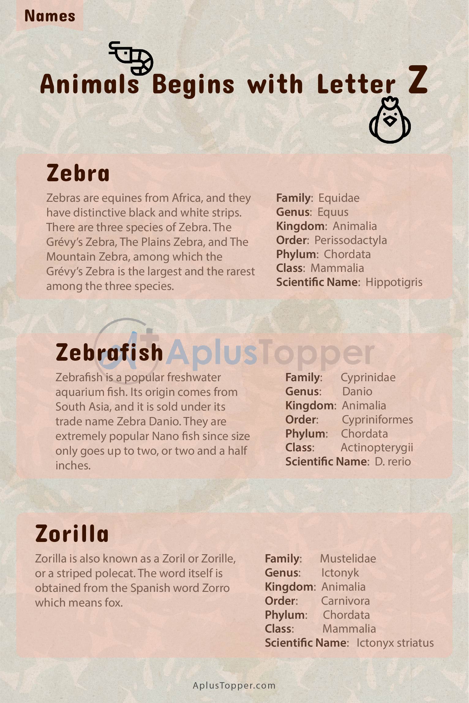 Animals that Start with Z | Listed with Pictures, List of Animals Starting  with Z & Interesting Facts - A Plus Topper