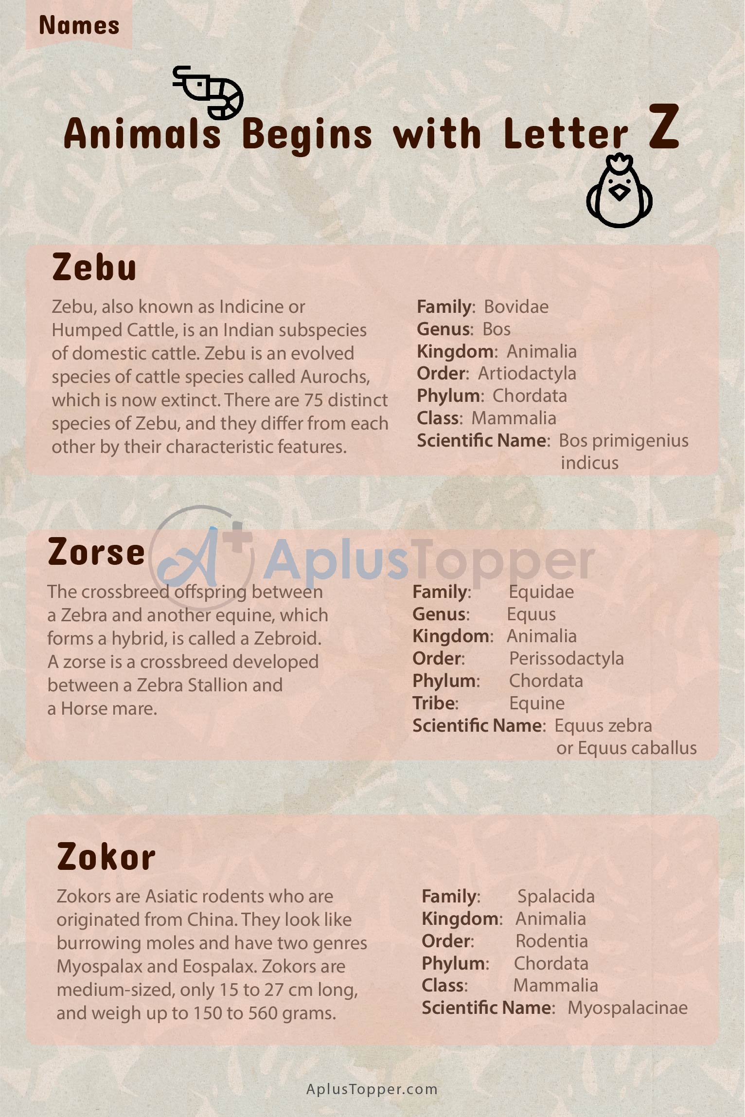 Animals that Start with Z | Listed with Pictures, List of Animals Starting  with Z & Interesting Facts - A Plus Topper