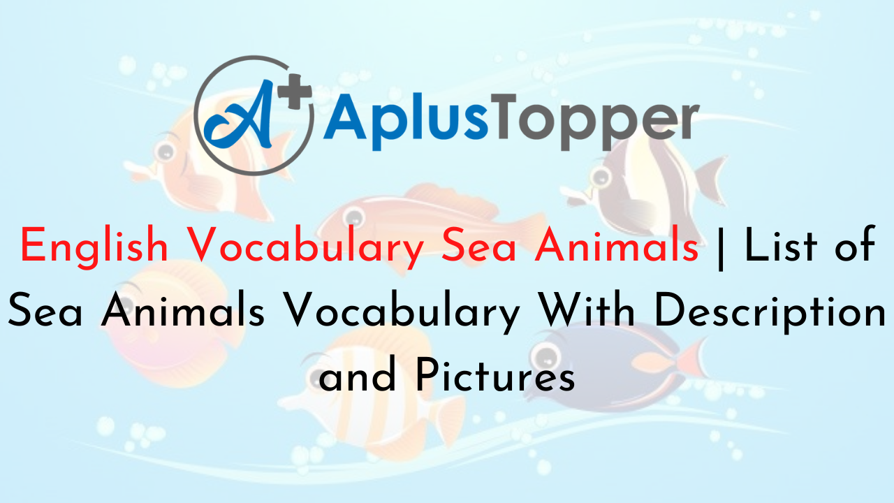 English Vocabulary Sea Animals | List of Sea Animals Vocabulary With  Description and Pictures - A Plus Topper