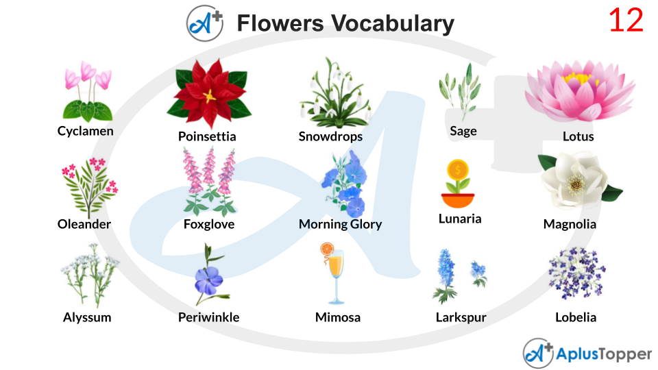 Flowers Vocabulary | List of Flower Names Vocabulary With Description ...
