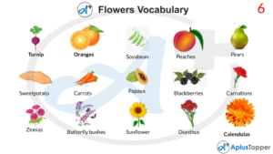Flowers Vocabulary | List of Flower Names Vocabulary With Description ...