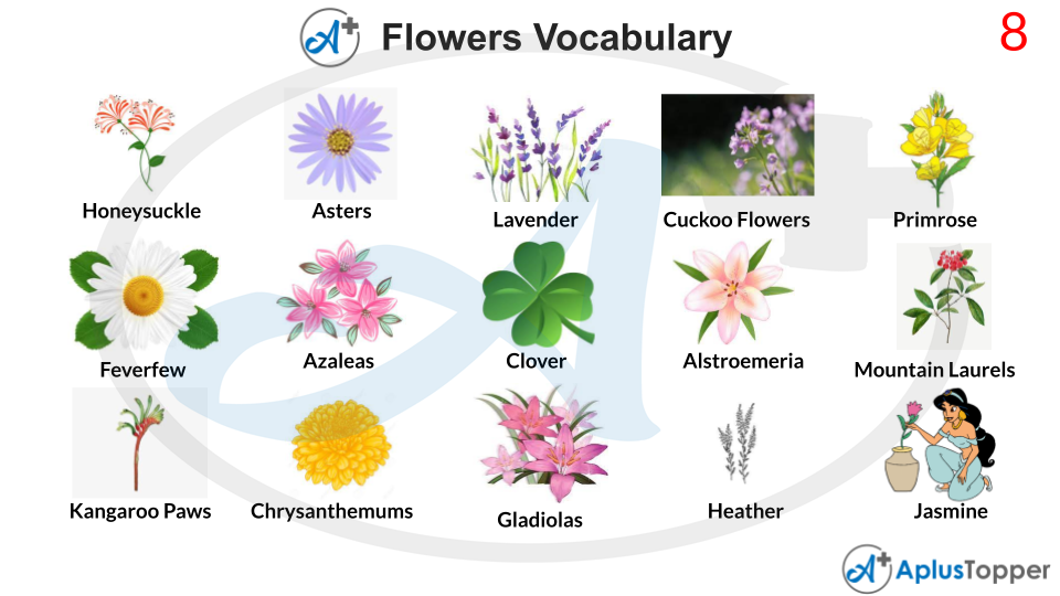 Flowers Vocabulary Term