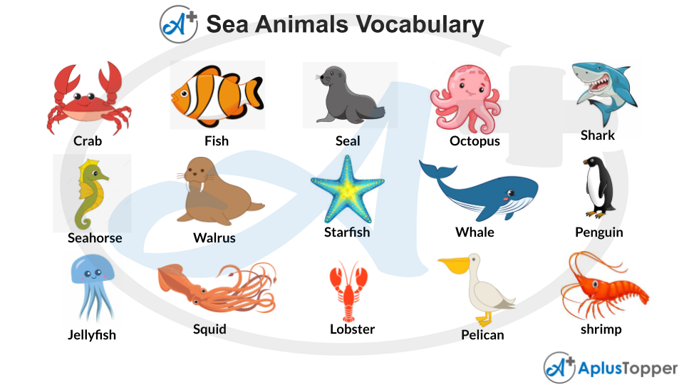 English Vocabulary Sea Animals | List of Sea Animals Vocabulary With  Description and Pictures - A Plus Topper