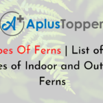 Types Of Ferns