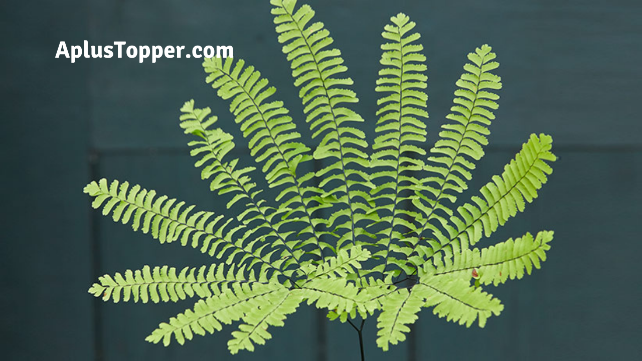 Types Of Ferns Indoor and Outdoor