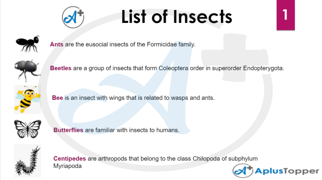 Insects Vocabulary 1