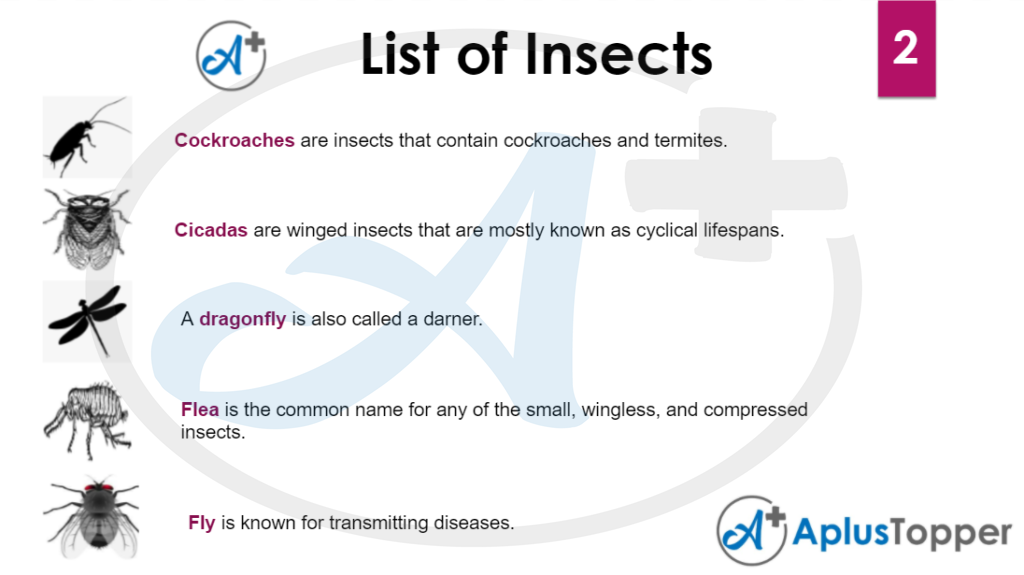 Insects Vocabulary 2