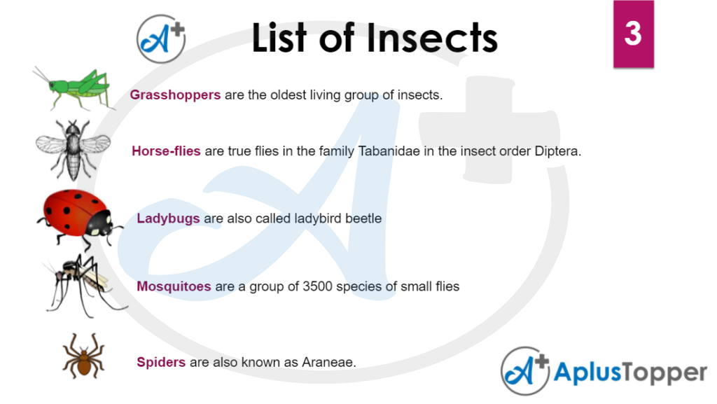 Insects-Vocabulary 3