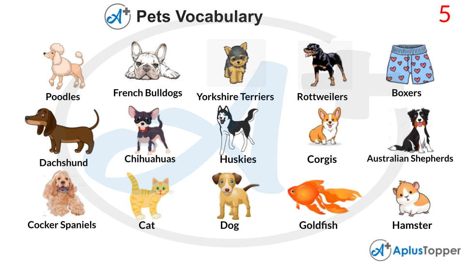 Type of pet. Pets Vocabulary. Vocabulary about Pets. Vocabulary for Pet. Talking about Pets Vocabulary.