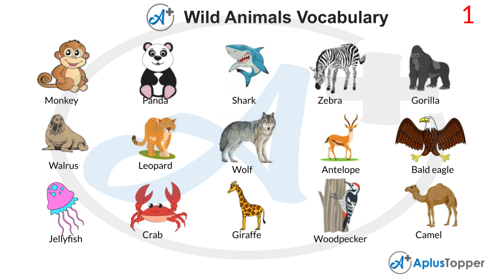 Wild Animals Vocabulary With Pictures