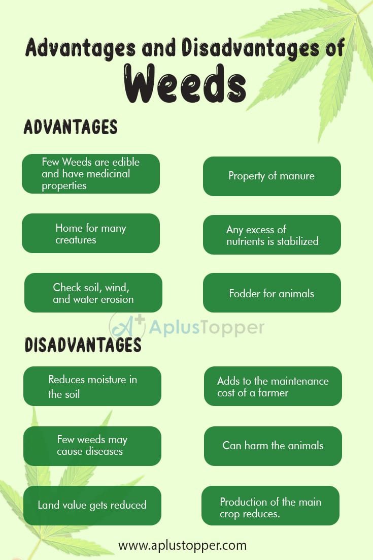 Advantages and Disadvantages of Weeds 1
