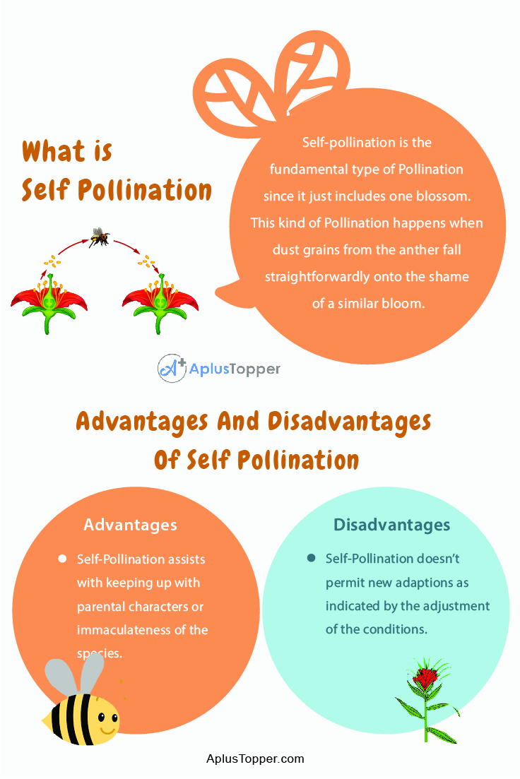 Advantages And Disadvantages of Self Pollination 1