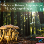 Differences Between Fragmentation And Regeneration